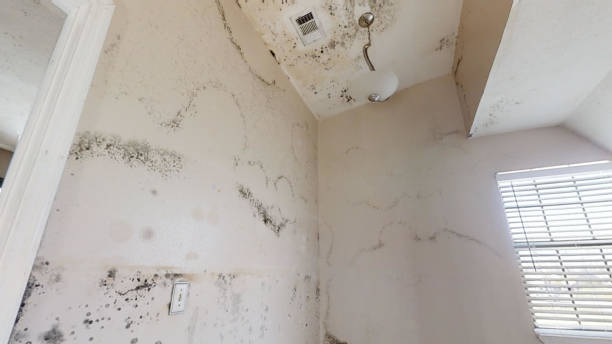 Best Black Mold Removal  in Washington, PA