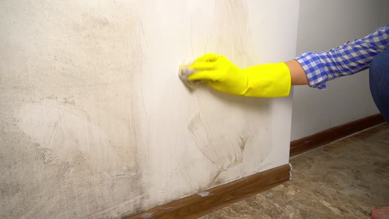 Best Emergency Mold Remediation  in Washington, PA