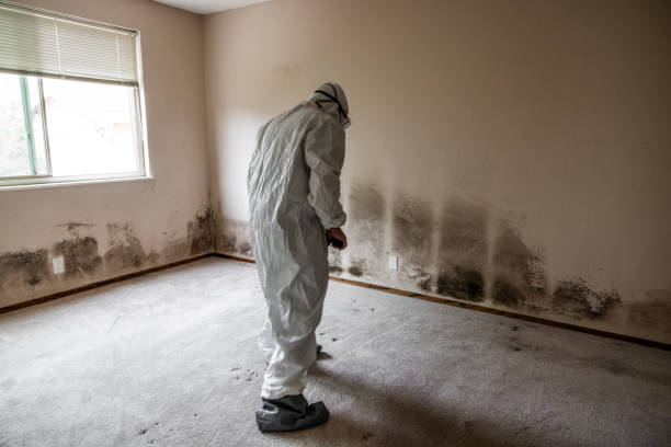 Best Mold Damage Restoration  in Washington, PA