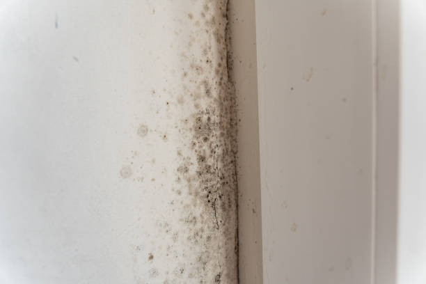 Best Residential Mold Inspection & Testing  in Washington, PA