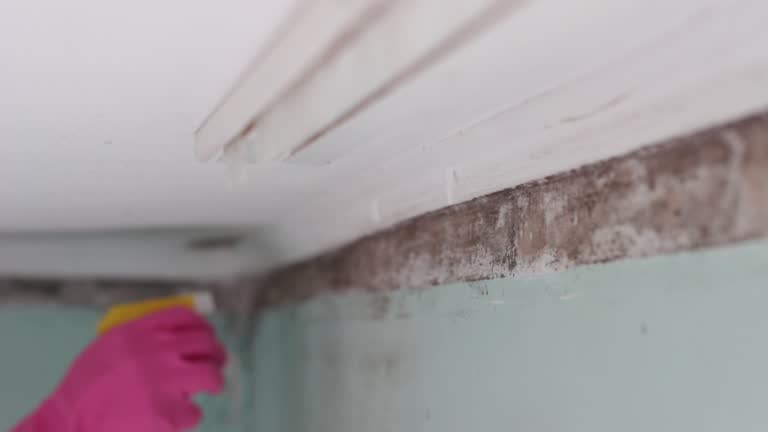 Best Basement Mold Removal  in Washington, PA